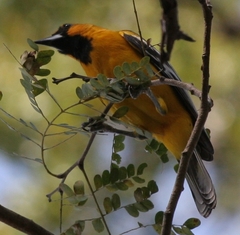 Streak-backed Oriole Streak-backed Oriole